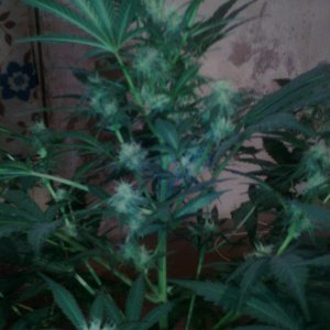 IMG 20150201 114837