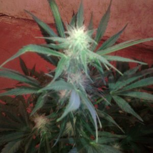 IMG 20150201 114736