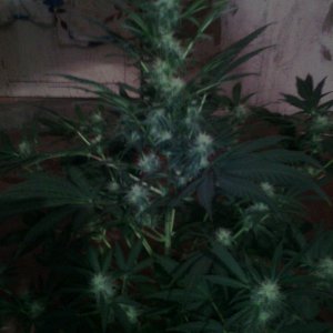 IMG 20150201 114918