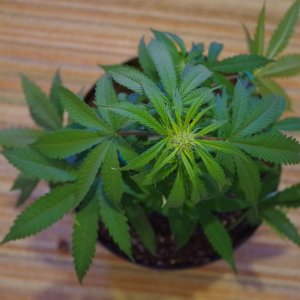 bl01