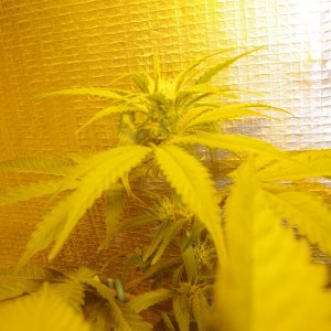 blubflower1