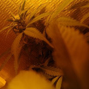 blubflower2