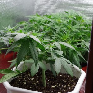 blubflower4