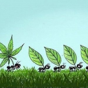 легализация