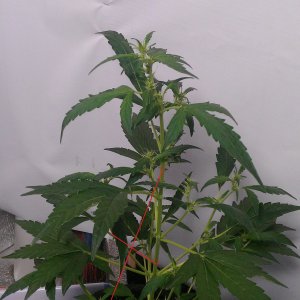 IMAG0852