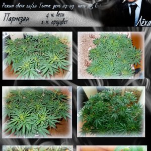Лёха 4нв1пр (1)