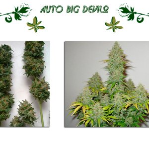 Auto Big Devil2 сорт конопли