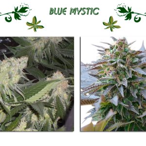 Blue Mystic