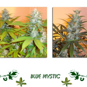 Blue Mystic сорт конопли
