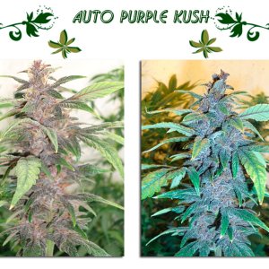 Auto Purple Kush