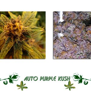 Auto Purple Kush сорт конопли