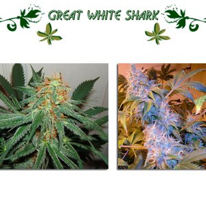 Great White Shark