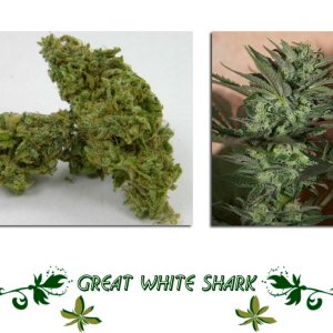 Great White Shark описание
