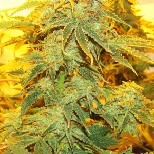 Blue Grapefruit
