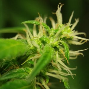 IMGP1757