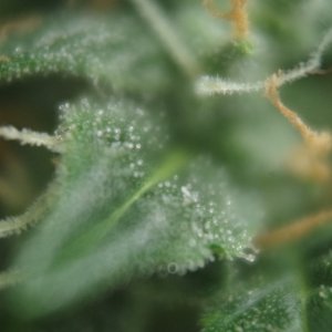 IMGP2190