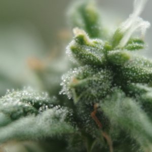 IMGP2199