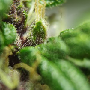Purple Cush