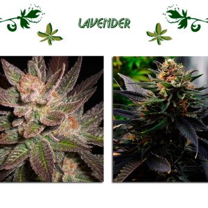 Lavender сорт конопли