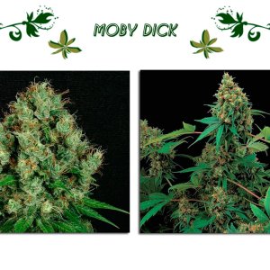 Moby Dick сорт конопли