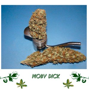 Moby Dick