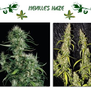 Сорт конопли Neville's Haze