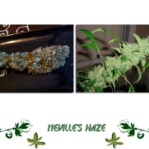 Neville's Haze сорт
