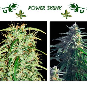 Power Skunk