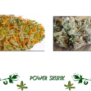 Power Skunk сорт конопли
