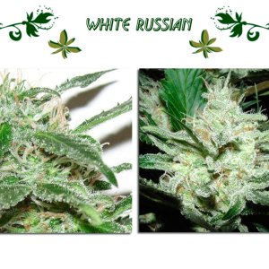 White Russian сорт