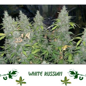 White Russian