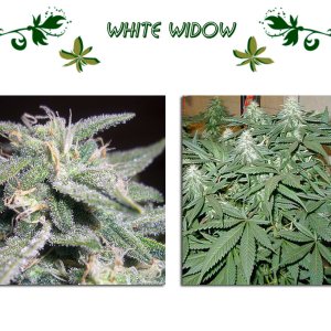 White Widow
