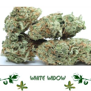 White Widow сорт марихуаны