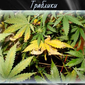 Лёха3 1нц.