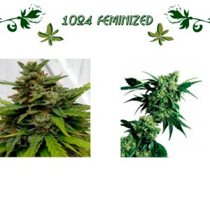 1024 Feminized
