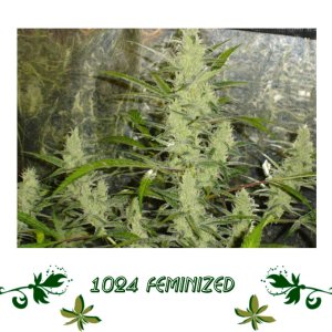 1024 Feminized сорт конопли