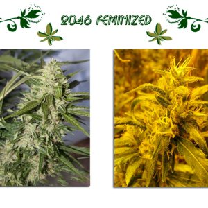 2046 feminized
