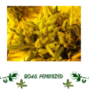 2046 Feminized сорт конопли
