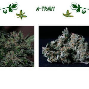 A-Train