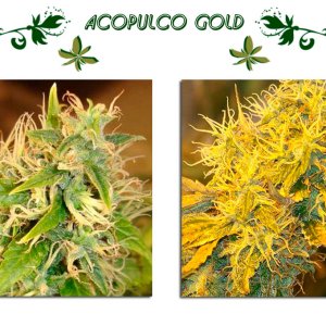 Acopulco Gold