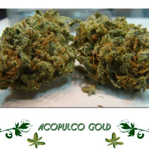 Acopulco Gold сорт