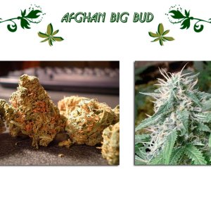 Afghan Big Bud