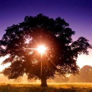 Tree of Life