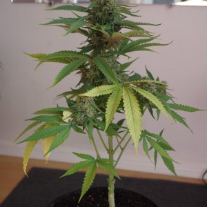IMGP3209