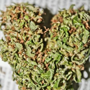 Jack Herrer