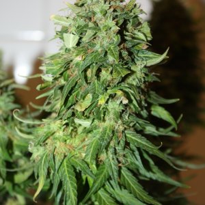 auto Big Bang