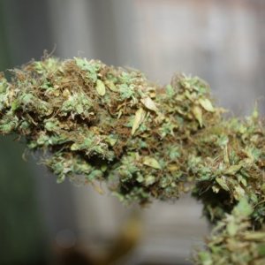 auto Blue Mystic