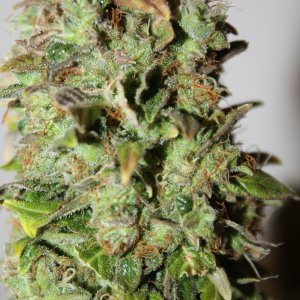 auto Bomb