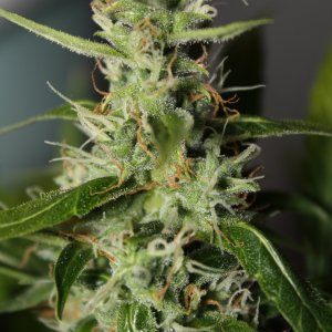 auto Bubble Gum