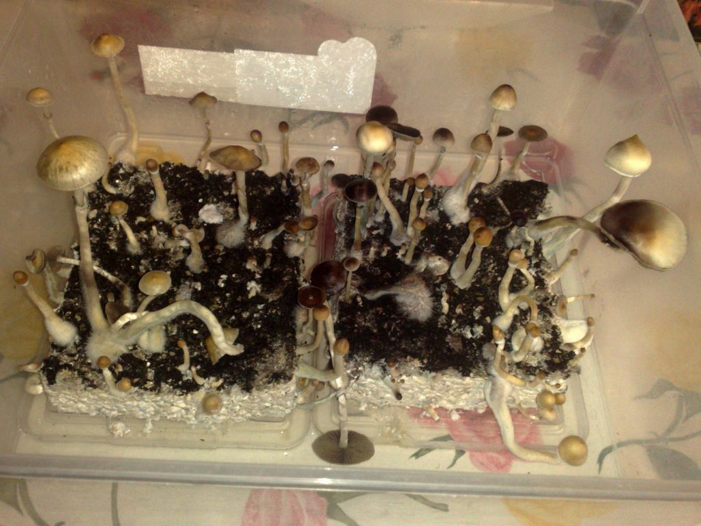 061220111638